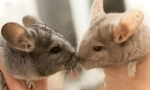 Jak chovat chinchilla doma